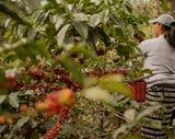 coffee farmer picking coffee