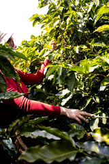 coffee farming