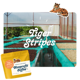From Farm to Cup Tiger Stripes