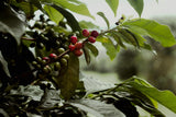 coffee plant in nature