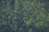 tree tops