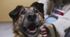 happy dog