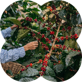 sustainable coffee sourcing icon